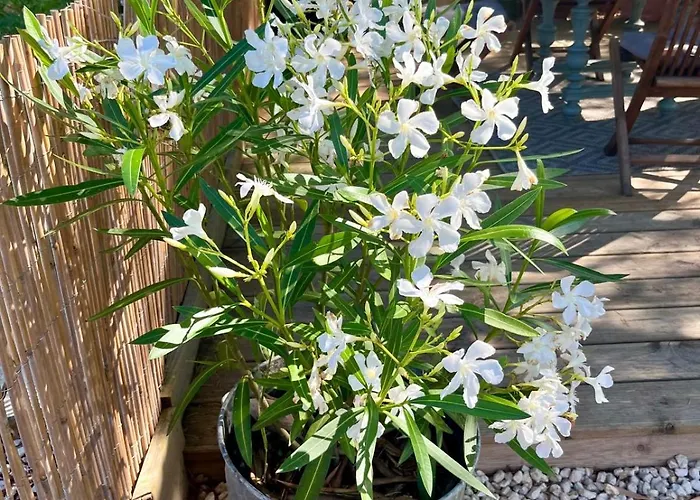 Rusty Shears46 Eclectic Couples Escape, Hot Tub & Cahors Vineyards * Lacapelle-Cabanac