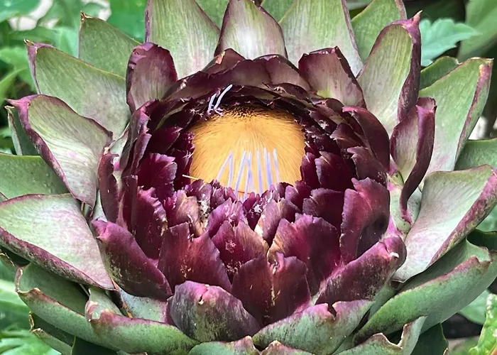 Rusty Shears46 Eclectic Couples Escape, Hot Tub & Cahors Vineyards Lacapelle-Cabanac