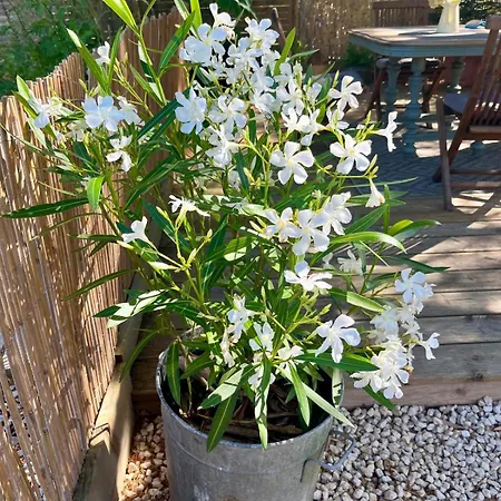 Rusty Shears46 Eclectic Couples Escape, Hot Tub & Cahors Vineyards * Lacapelle-Cabanac