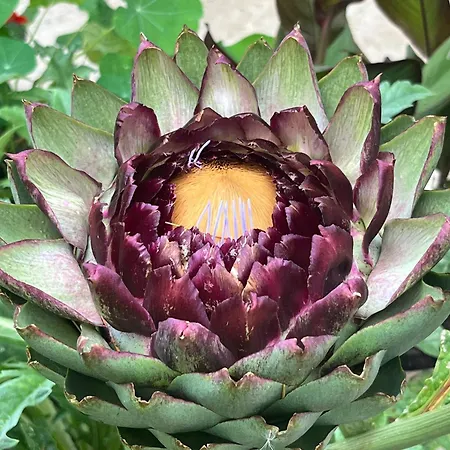 Rusty Shears46 Eclectic Couples Escape, Hot Tub & Cahors Vineyards Lacapelle-Cabanac