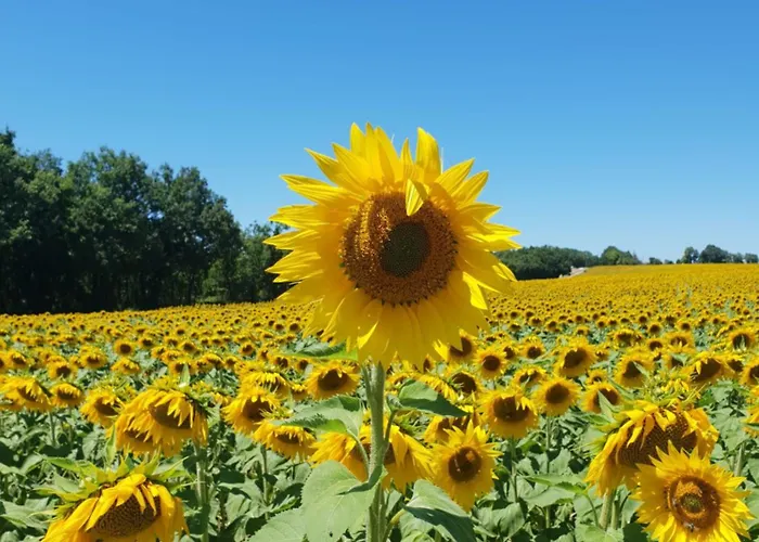 Villa Rusty Shears46 Eclectic Couples Escape, Hot Tub & Cahors Vineyards Lacapelle-Cabanac