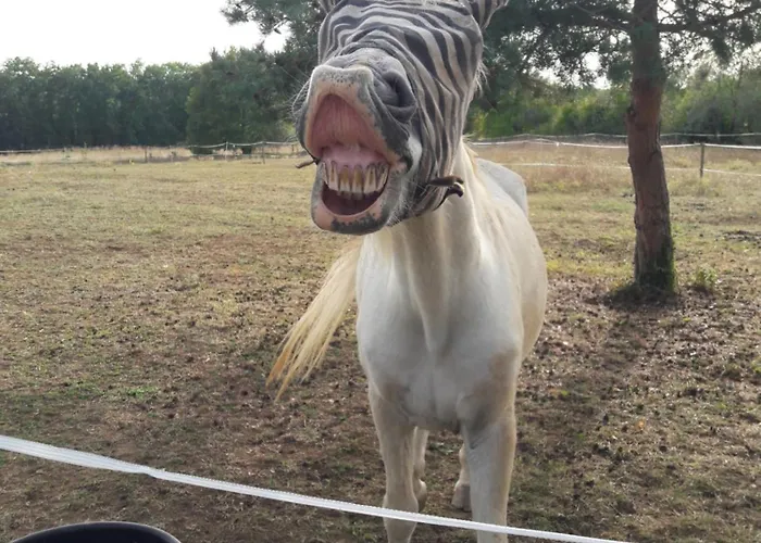 Rusty Shears46 Eclectic Couples Escape, Hot Tub & Cahors Vineyards *